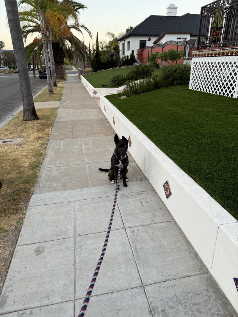 A picture of a black dog named Bowie sitting, taken on September 6 2024 at 6:33 am